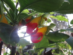 Impatiens niamniamensis