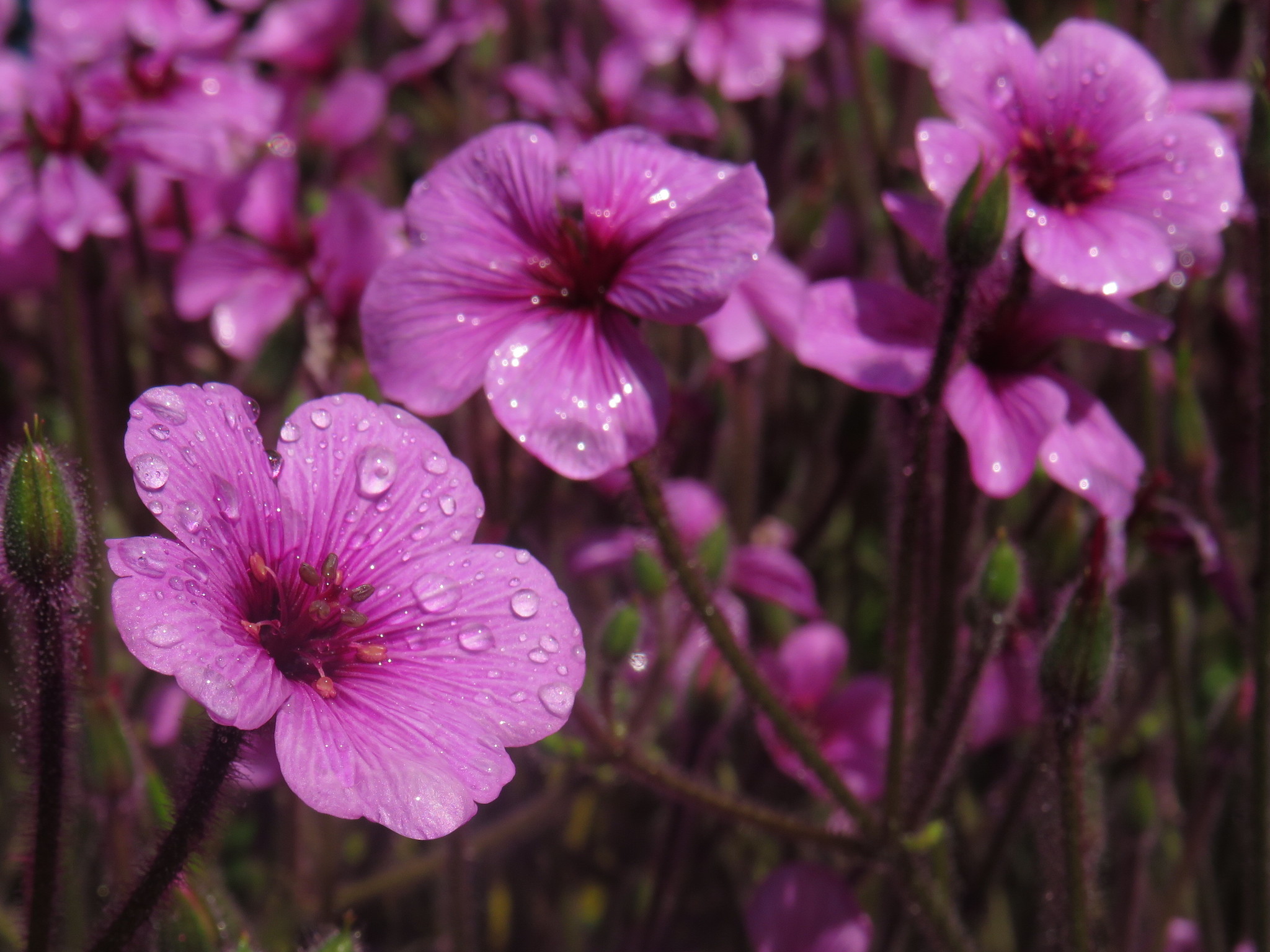 Geranium maderense