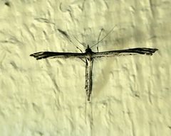 Stenoptilodes taprobanes
