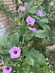 Ipomoea cordatotriloba