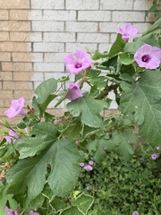 Ipomoea cordatotriloba
