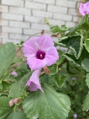 Ipomoea cordatotriloba