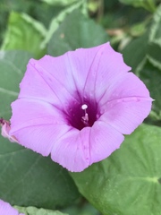 Ipomoea cordatotriloba