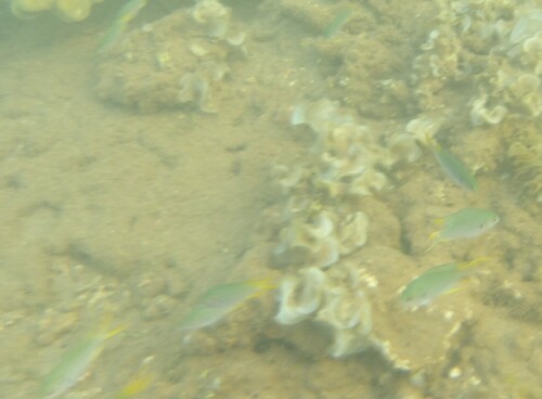 Neopomacentrus sororius observed 2025-07-04