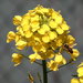 Field Mustard - Photo (c) Nemo's great uncle, some rights reserved (CC BY-NC-SA)