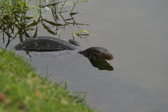 Varanus salvator salvator