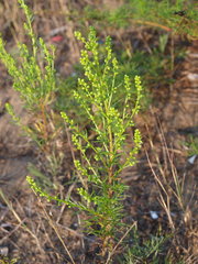 Artemisia campestris caudata