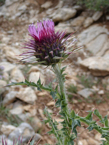 Thistle (Carduus nigrescens)