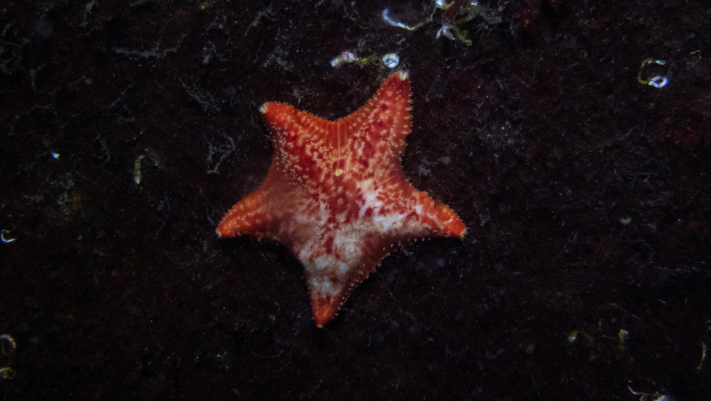 Red Cushion Star