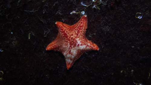 Red Cushion Star