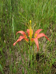 Lilium catesbaei image