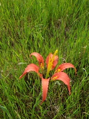 Lilium catesbaei image
