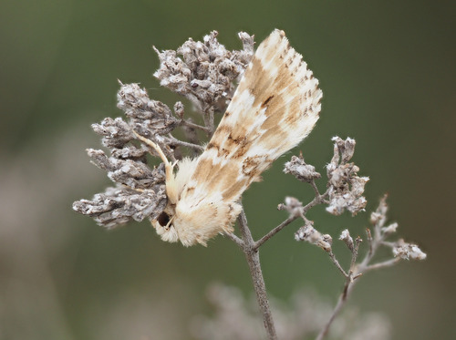 Dusky Sallow