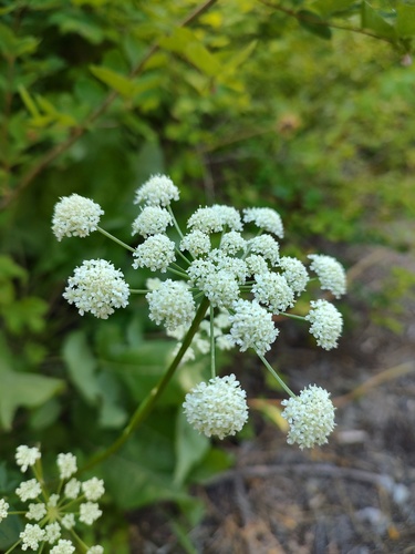 Canby's Angelica (Angelica canbyi)
