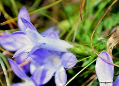 Cyananthus microphyllus