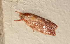 Euchaetis metallota