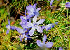 Cyananthus microphyllus