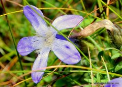 Cyananthus microphyllus