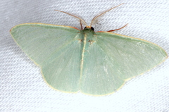 Chlorocoma assimilis