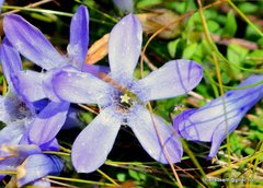 Cyananthus microphyllus