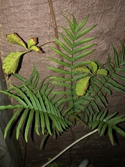 Pteris vittata