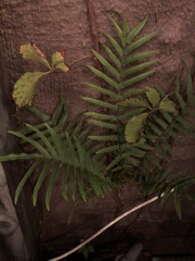 Pteris vittata