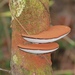 Artist's Brackets, Reishi, and Allies - Photo (c) Jessica, some rights reserved (CC BY), uploaded by Jessica