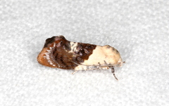 Hypertropha chlaenota