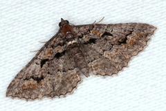 Chrysolarentia plagiocausta