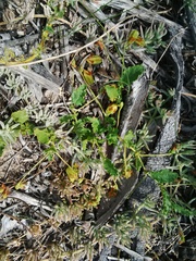 Hermannia prismatocarpa