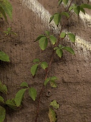 Parthenocissus quinquefolia