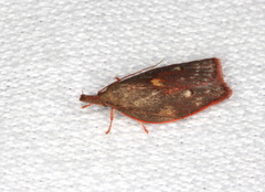 Enchocrates glaucopis