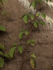 Parthenocissus quinquefolia