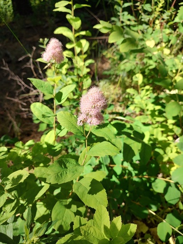 Spiraea pyramidata