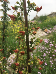 Scrophularia rubricaulis