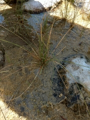 Eleocharis rostellata