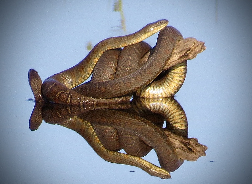 Common Watersnake