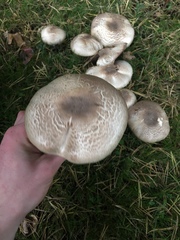 Agaricus moelleri