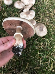 Agaricus moelleri