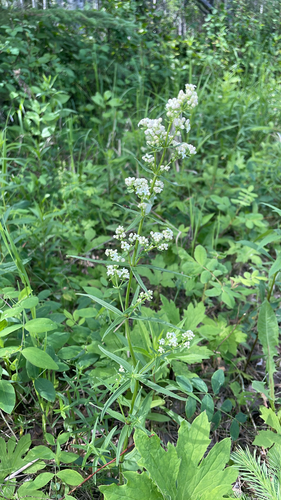 Northern Bedstraw