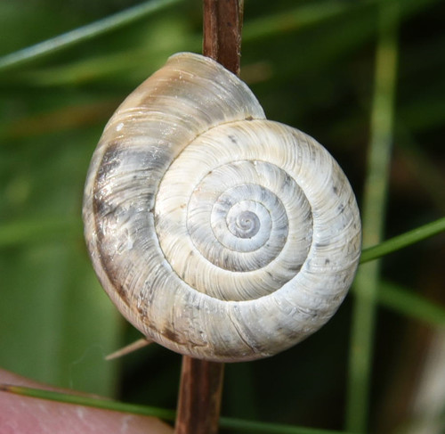 Hygromiidae