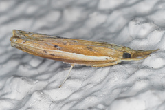 Fissicrambus intermedius