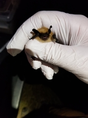 Myotis ciliolabrum
