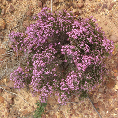 Erica umbellata