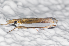 Crambus sperryellus