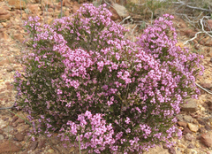 Erica umbellata