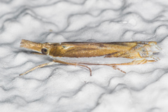 Crambus sperryellus