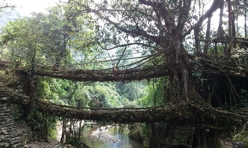 Rubber plant tree growing