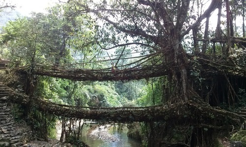 Ficus elastica