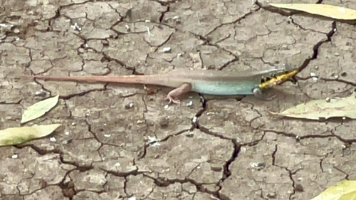 African Five-lined Skink
